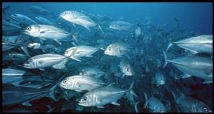 Resident school of Jacks, Sipadan, Sea & Sea MMII, 16mm l... by Andy Heath 